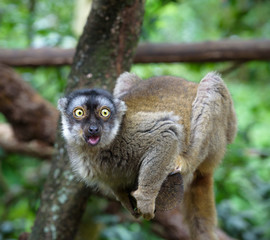 Surprised lemur