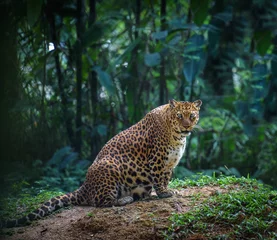 Foto op Plexiglas Pregnant jaguar female © ChaoticDesignStudio