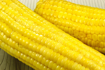 Ears of sweet corn
