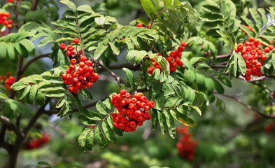 rowan ash berries