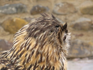 Side view of great horned owl