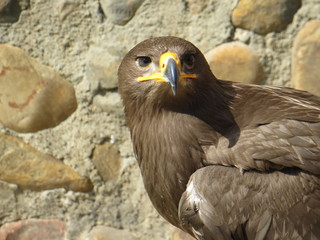 Common Buzzard