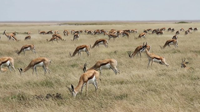 A large herd of springboks grazing on the grassy African plains.