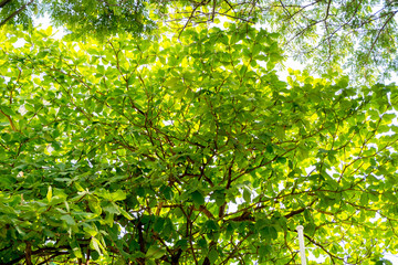 Under the tree shade on day