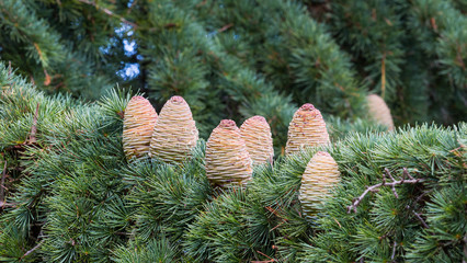 Cedar - pinecone