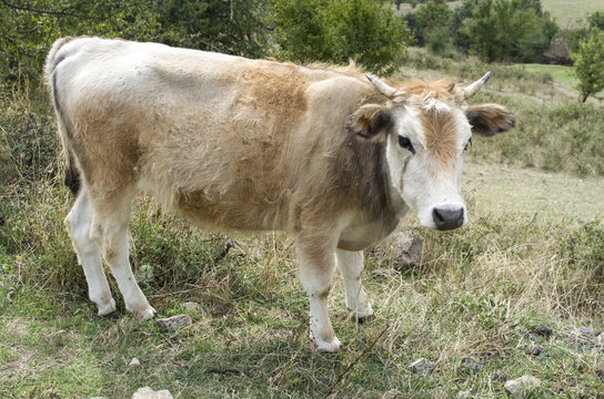 Rhodope Shorthorn cattle on the mountain meadow, Bulgaria