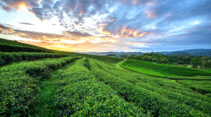 Sunset view of tea plantation landscape at Chiang rai, Thailand. - obrazy, fototapety, plakaty
