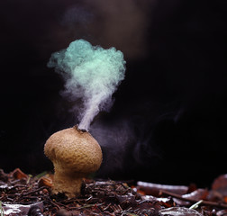 Puffball fungus spores reproduction smoke mushroom