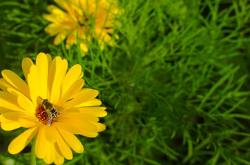 yellow flower with a bee on green grass background