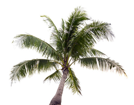 Crown of a palm tree of coconut isolated on white background