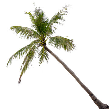 Coconut palm tree, Cocos Nucifera, with green leaves isolated on white background