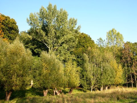 B&auml;ume am Gr&uuml;tebach im Herbst im Teutoburger Wald am Barkhauser Weg zwischen Oerlinghausen und Asemissen bei Bielefeld am Hermannsweg im Teutoburger Wald in Ostwestfalen-Lippe