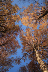 trees blue sky yellow leaves up