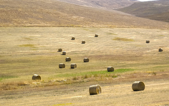 Field of Rolls