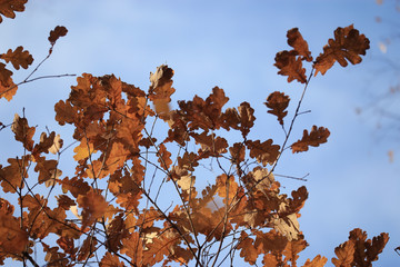 background texture of yellow leaves autumn leaf background