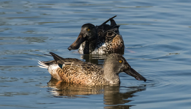 male and female northern shoveler  Anas clypeata)