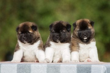 three american akita puppies