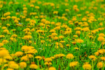 yellow dandelion glade