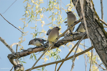 Ceder Waxwing, Bonbycilla cedrorum