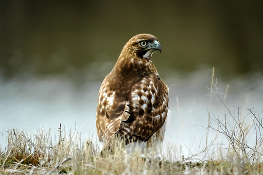 red-tailed hawk (Buteo jamaicensis)