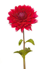 red dahlia on a long stalk