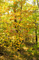 autumn oak forest