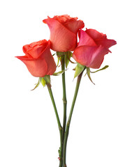 Obraz premium Three orange roses isolated on white background.