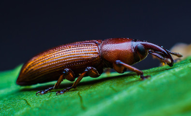 Scarab