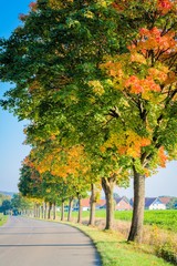 Herbstbäume an der Straße