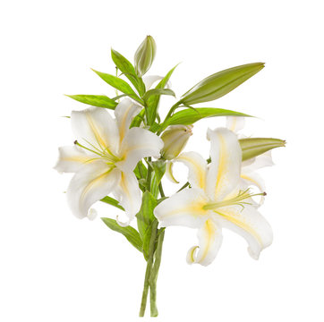 White lilies ' bunch isolated   on a white background