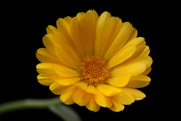 Gele ganzenbloem op een zwarte achtergrond