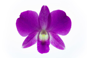Orchid flower isolated on white background.
