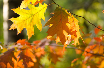 autumn oak leaves
