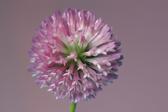 Een detail van een rode klaver, Trifolium pratense, op een paarse achtergrond
