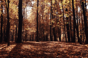 concept autumn in city