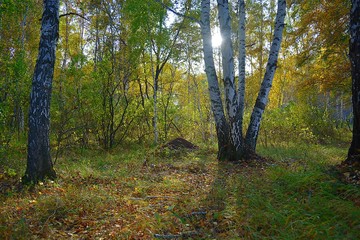 Obraz premium муравейник в лесу