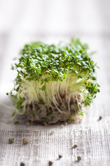 Water cress sprouts on a textile background