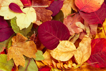 Fototapeta premium Abstract background of autumn leaves. Autumn background.