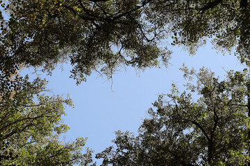 autumn sky leaves background