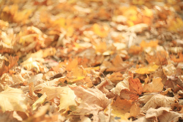 fallen yellow autumn leaves background, texture