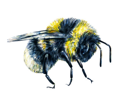 Bumblebee isolated on a white background. Watercolor drawing. Insects art. Handwork. Side view