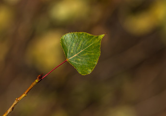 poplar leaf