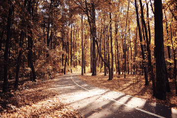 landscape autumn path in the park