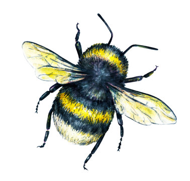 Bumblebee on a white background. Watercolor drawing. Insects art. Handwork. Top view