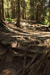 Waldweg im Allgäu