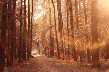 Naklejka premium landscape autumn path in the park