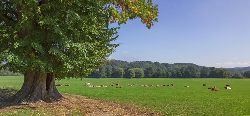 Alter Lindenbaum und Weide mit Kühen