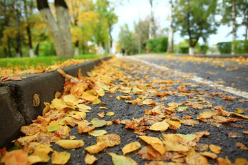 background autumn leaves in the park, nature