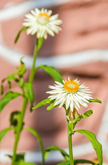 White Xerochrysum bracteatum flowers, commonly known as the golden everlasting or strawflower, family Asteraceae.