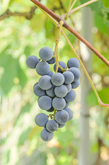 Dark red, purple grapes fruit hang, Vitis vinifera (grape vine) green leaves in the sun, close up.